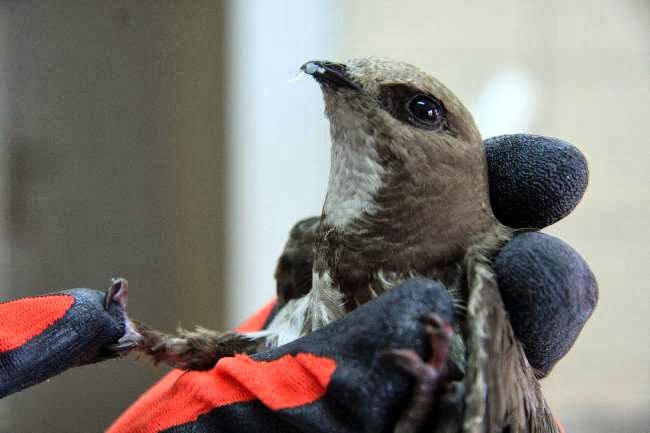 Yavru şahin donmak üzereyken kurtarıldı 11 Yavru şahin donmak üzereyken kurtarıldı 11