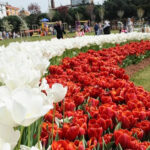 Lale Festivalinde binlerce lale dağıtıldı 13