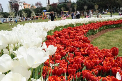 Lale Festivalinde binlerce lale dağıtıldı 22