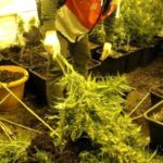 Lüks villaya uyuşturucu baskını! 13