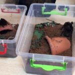 Terör zanlısının evinden "tarantula" çıktı! 13