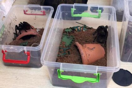 Terör zanlısının evinden "tarantula" çıktı! 25