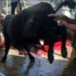 Kurbanlık boğanın çiftesi iki kişiyi hastanelik etti 13