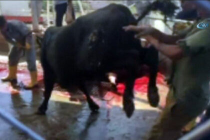 Kurbanlık boğanın çiftesi iki kişiyi hastanelik etti 36