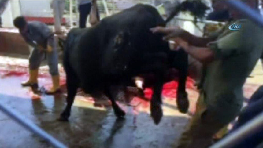 Kurbanlık boğanın çiftesi iki kişiyi hastanelik etti 11