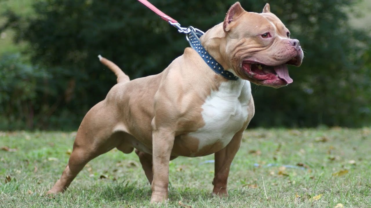 Pitbull sahiplerine mahkemeden kötü haber 20 Pitbull sahiplerine mahkemeden kötü haber 5
