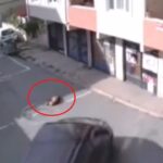 Yol ortasında uyuyan köpeği ezen cani yakalandı 12