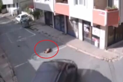 Yol ortasında uyuyan köpeği ezen cani yakalandı 20