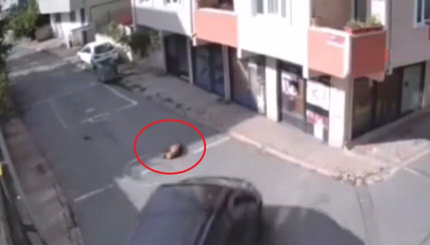 Yol ortasında uyuyan köpeği ezen cani yakalandı 11