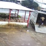 Kaçan danayı durdurmak isterken canından oluyordu 13