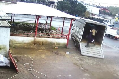 Kaçan danayı durdurmak isterken canından oluyordu 34