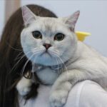 Fabrika bahçesinde sahipli kediye vahşi saldırı 13