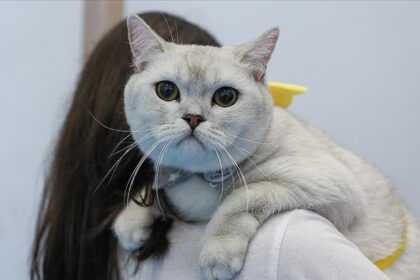 Fabrika bahçesinde sahipli kediye vahşi saldırı 34