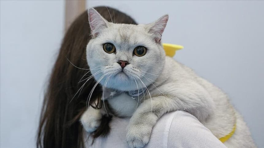 Fabrika bahçesinde sahipli kediye vahşi saldırı 11