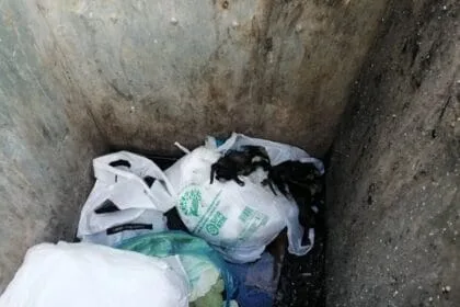 Vicdansızlık! Yeni doğmuş köpekleri poşete koyup çöpe attılar 28