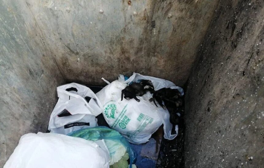 Vicdansızlık! Yeni doğmuş köpekleri poşete koyup çöpe attılar 11