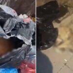 Sancaktepe'de çöp konteynerinde ölü köpekler bulundu 13