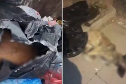 Sancaktepe'de çöp konteynerinde ölü köpekler bulundu 24
