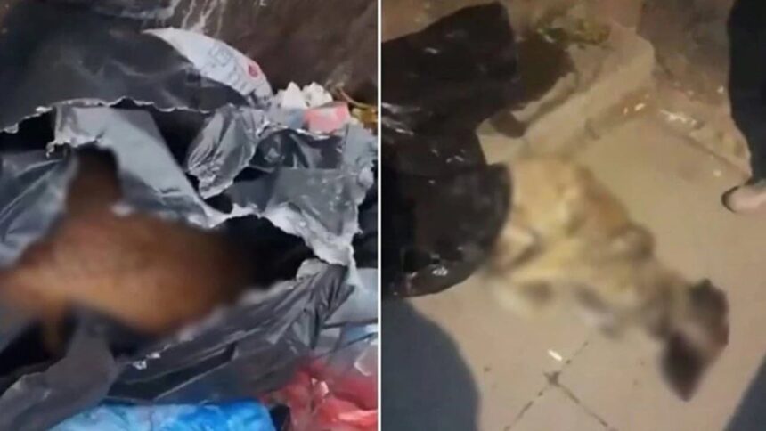 Sancaktepe'de çöp konteynerinde ölü köpekler bulundu 11 Sancaktepe'de çöp konteynerinde ölü köpekler bulundu 11