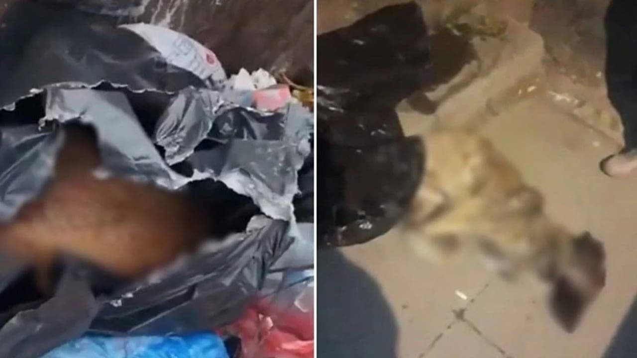 Sancaktepe'de çöp konteynerinde ölü köpekler bulundu 20 Sancaktepe'de çöp konteynerinde ölü köpekler bulundu 7