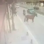 Garip kaza: Yola çıkan başıboş ata motosiklet çarptı 13