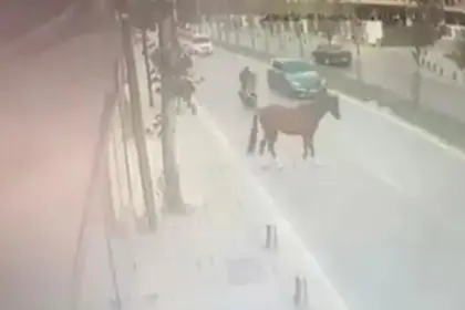 Garip kaza: Yola çıkan başıboş ata motosiklet çarptı 40