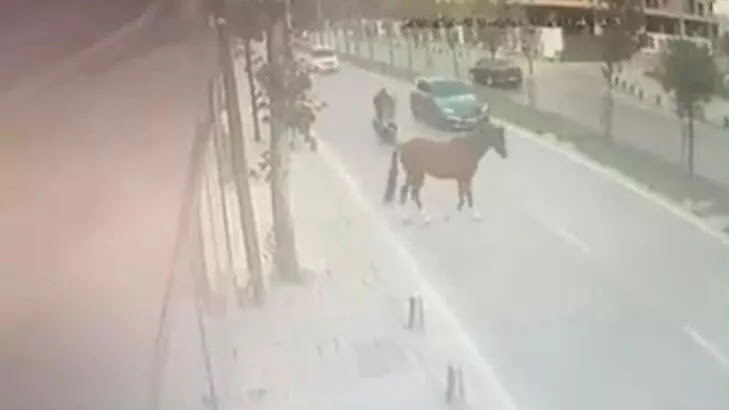 Garip kaza: Yola çıkan başıboş ata motosiklet çarptı 11